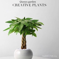 Indoor Good Raising Living Room Braids Desktop Potted Plants Office Green Plants Bonsai Lazy People 