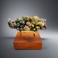 頂級菩提珠柱力泥活石(彩色)  招財 升運 冥想 改善氣場 驅小人