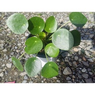 Chinese Money Plant/Pilea Peperomia