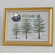 Photo Frame For Announcement Home Decoration Size A4 (21*29.7 Cm) 6x9 Inches 7x9 8x10 8x12 + Glass +