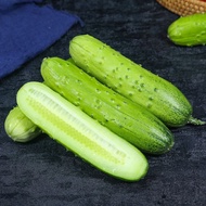 Benih Buah Timun F1 15pcs/Cucumber F1/水果黄瓜