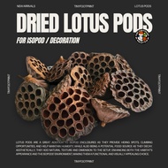Dried lotus pods 1 piece for isopods, reptile, terrarium, vivarium decoration