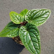 anthurium sirih terlaris