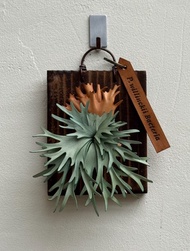 皮革製P. willinckii Bacteria 侏儒爪哇鹿角蕨相框_送禮/收藏