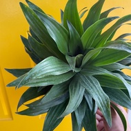 H2O - Dracaena Compacta 太阳神 Indoor Plant Live Plant