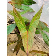 Cyrtosperma Johnstonii ,XL size, (stem base, roots & a shoot)