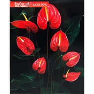 Auspicious Picture Enhance Feng Shui Home Decoration Pictures Wall Flower Image Size 16x20 Inches Or