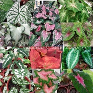 [Live Plant] Pokok keladi caladium/Keladi hiasan/caladium bicolor/Keladi Hiasan/Thai Beauty/alocasia/liliput