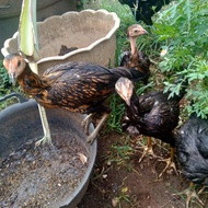 Anak Ayam Bangkok x Mangon