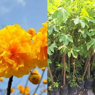 ต้นสุพรรณิการ์/ชำกิ่ง80-90ซม./ดอกใหญ่สีเหลืองเข้มสวยประดับจัดสวยติดดอกดก