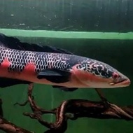 red barito Channa maru red 4-7 cm channa red barito super red maru