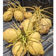 Fresh Coconut Juice (Air Kelapa Kuning) Air Kelapa Muda/Tua Santan Buah Kelapa Muda Dari BAHAU