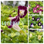 H2O - Torenia / 蓝盆花 / Annual Plant / Live Plant