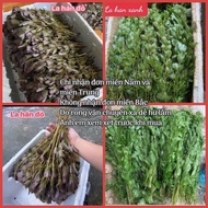 1kg of red arhat seaweed and aquatic green seaweed