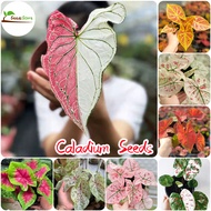 SG Ready Stock 100pcs Caladium Plants Alocasia Plant Indoor Seeds for Planting Basil Plant Ohh My Hippoh Garden Decoration Items Holy Tulsi Plant Herb Seeds Bonsai Plant Hydroponics Flowering Live Plants Gardening Spa Flora Easy To Grow In Singapore