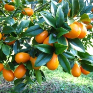jual bibit jeruk Jeruk Nagami cepat berbuah | Bibit jeruk okulasi