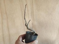 ∴。*藝術.美樹°*∴ ＊姬美好蘋果(海棠)~花果類盆栽,小品,非嫁接,W:18cm!＊