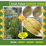 Anak Pokok Durian TEKKA D160 竹脚 榴莲苗 Sapling Durian Tekka D160