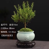 香昔庄园小叶赤楠盆景室内绿植花卉盆栽老桩客厅办公室桌面摆件好养活 小叶赤楠【如图栽好发货】 青瓷兽头+苔藓+底座