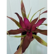 bromeliad neoregelia Nuance