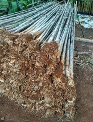 Tanaman hias bambu pagar bambu jepang perbatang