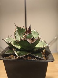 白犀牛  龍舌蘭 植物 嚴龍 Agave Plant 塊根 多肉