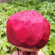 Red Beet Seed Four Seasons Broadcast Balcony Potted Vegetables Red Beet Seeds