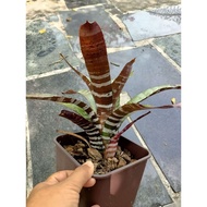 Asiaherb bromeliad aec chantini