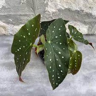 [Paling Horticulture Sdn Bhd] Real Live Plant - Begonia Maculata