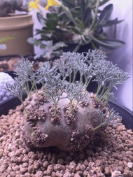 白皮月界