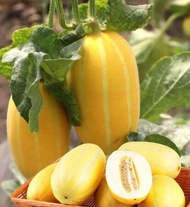 Golden honey melon four seasons vegetable seeds high sweetness easy seed melon