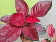 Aglaonema suksom