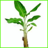 🅹 ➣ BANANA SEEDLINGS LAKATAN VARIETY