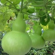 Gourd gourd seeds