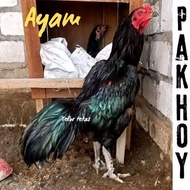 telur ayam pakhoy ori kumbang full brakot drumband  bisa untuk di tetaskan