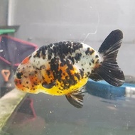 ikan mas koki ranchu sapi import china jumbo 15cm