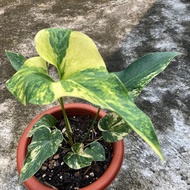 anthurium corong varigata ekonomis