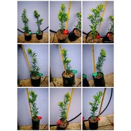 ⭐️新品种⭐️黄金钻罗汉松(原生苗)Gold Diamond podocarpus