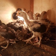 Anakan Ayam Pelung | Asli Cianjur | Garansi Sehat New Stok