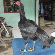Ayam betina/indukan Mangon Bangkok