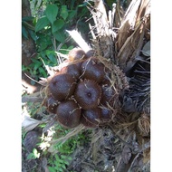 BUAH SALAK MADU SEGAR DARI LADANG 1KG