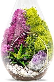 Creations by Nathalie - Plant Terrarium Kit, Hanging Glass DIY Terrarium Starter Kit for Adults, Metal Stand, Reindeer Moss, Crystal &amp; Rocks, Tools, Figurine