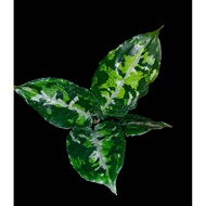 Sindo - Aglaonema Pictum Tricolor Live Plant FWXDYTDHUM