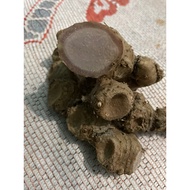 1kg Lempoyang hitam @ merah .. bonglai hitam bonglai merah halia hutan