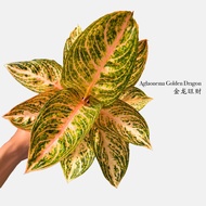 Aglaonema Golden Dragon Rare | The Plant Project