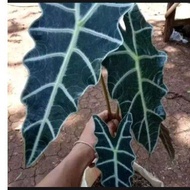 Tanaman hias keladi Amazon/keladi tengkorak/tanaman hias keladi unik