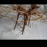 Sengani Root Aquascape sengani Root bulu order 5 Get 1 Free