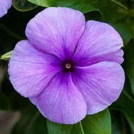 35 เมล็ด ดอกแพงพวย (Vinca Pacifica Seeds) ความหมาย ความทรงจำที่มีความสุข สายพันธุ์ Blockbuster Blue