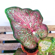 Caladium Red Chamber Type 1 IOB