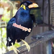 burung beo medan dewasa bawel voer total aman pintar
